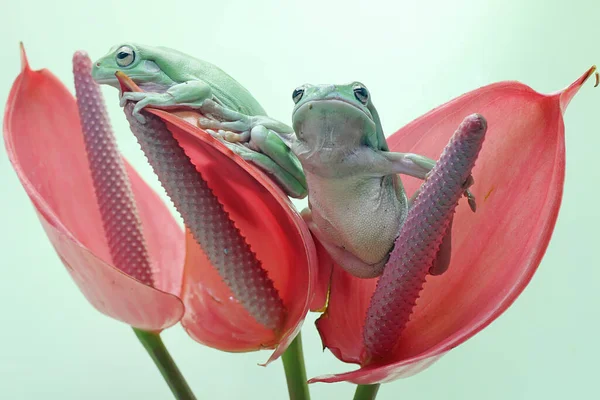 Dvě Zavalité Stromové Žáby Ležící Růžové Květince Anthuria Tento Zelený — Stock fotografie
