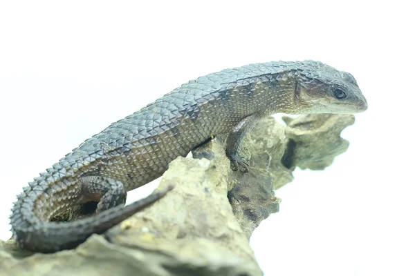 Ein Stachelwasserskink Tripidophorus Apulus Aus Sulawesi Sonnt Sich Auf Trockenem — Stockfoto