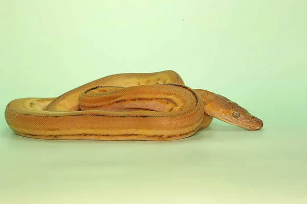 Python Malayopython Reticulatus Wrapping Its Body Position Attached Surface Substrate — Stock Photo, Image