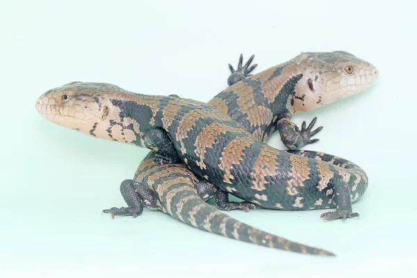 Two Blue Tongued Skinks Tiliqua Starting Daily Activities — Stock Photo, Image
