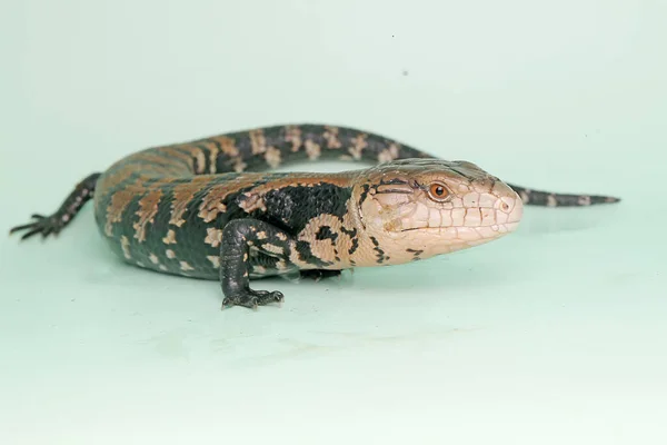 Skink Lengua Azul Tiliqua Está Comenzando Sus Actividades Diarias — Foto de Stock