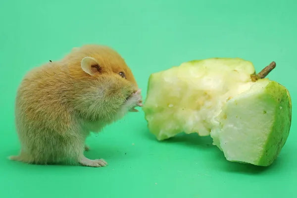 Hamster Sírio Mesocricetus Auratus Está Comendo Frutas Goiaba — Fotografia de Stock