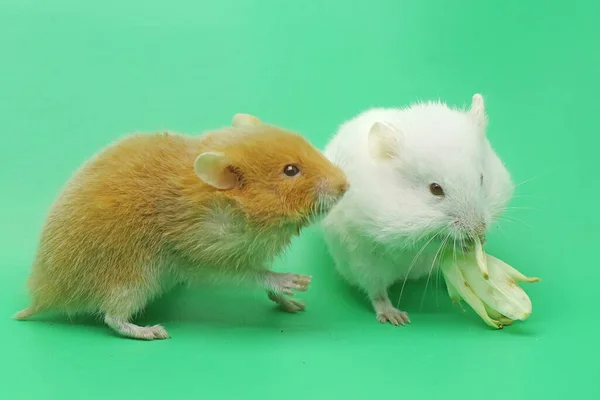 Suriyeli Hamster Mezocricetus Auratus Birlikte Yemek Yiyorlar — Stok fotoğraf