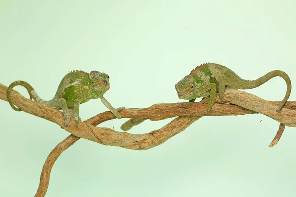 Deux Jeunes Caméléons Fischer Kinyongia Fischeri Rampent Sur Les Branches — Photo