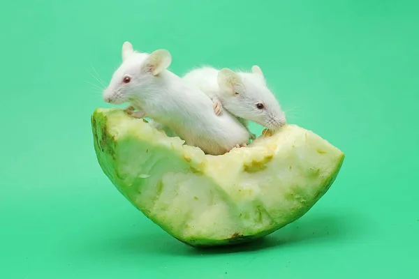 Twee Jonge Witte Muizen Eten Guajava Fruit — Stockfoto