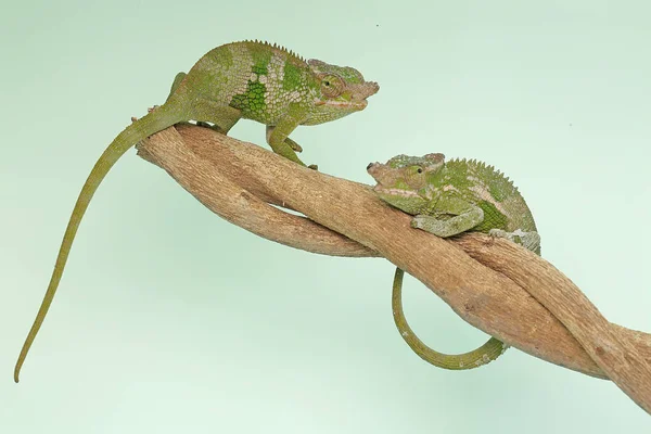 Dois Jovens Camaleões Fischer Kinyongia Fischeri Estão Rastejando Galhos Árvores — Fotografia de Stock