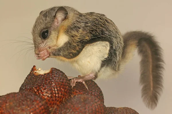 A flying squirrel (Lomys horsfieldi) is eating a snakefruit. These animals are nocturnal or active at night.