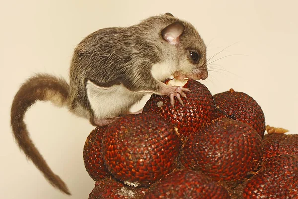 Una Ardilla Voladora Lomys Horsfieldi Está Comiendo Fruto Serpiente Estos —  Fotos de Stock