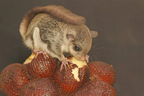 A flying squirrel (Lomys horsfieldi) is eating a snakefruit. These animals are nocturnal or active at night.