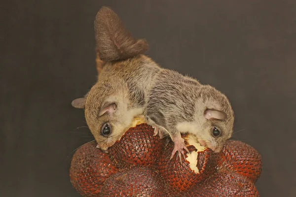 Two flying squirrel (Lomys horsfieldi) eating salak fruit. These animals are nocturnal or active at night.
