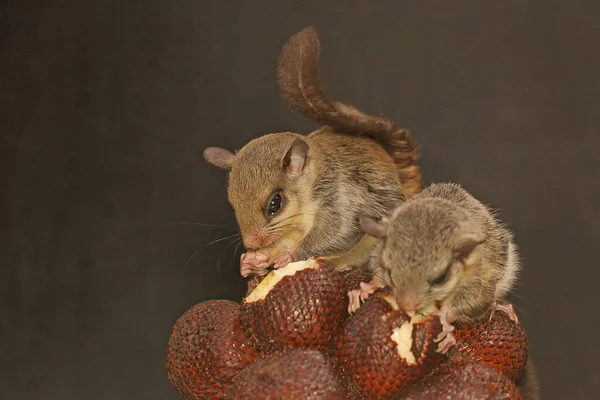 Dois Esquilos Voadores Lomys Horsfieldi Comendo Frutas Salak Estes Animais — Fotografia de Stock