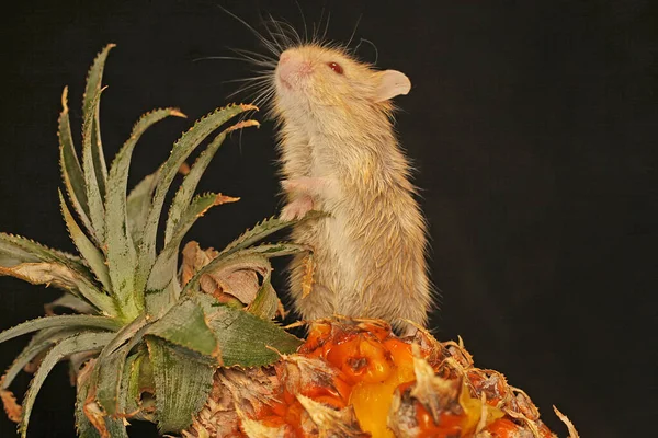 Criceto Nano Campbell Phodopus Campbelli Sta Mangiando Frutta Ananas Suo — Foto Stock