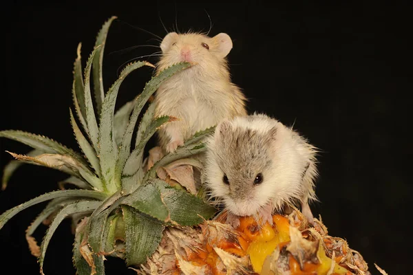 Due Criceti Nani Campbell Phodopus Campbelli Stanno Mangiando Frutta Ananas — Foto Stock