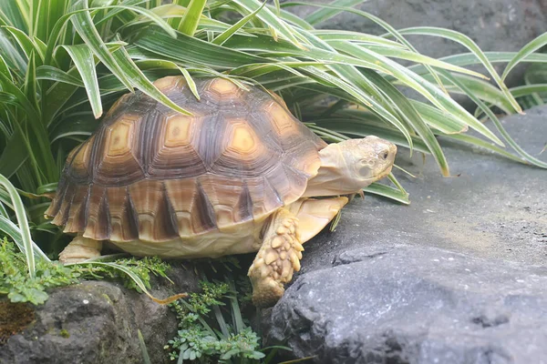 Uma Tartaruga Africana Centrochelys Sulcata Está Comendo Seu Vegetal Favorito — Fotografia de Stock