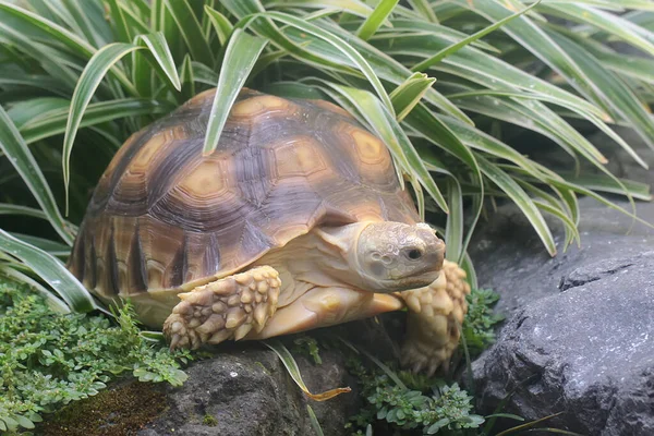 Uma Tartaruga Africana Centrochelys Sulcata Está Comendo Seu Vegetal Favorito — Fotografia de Stock