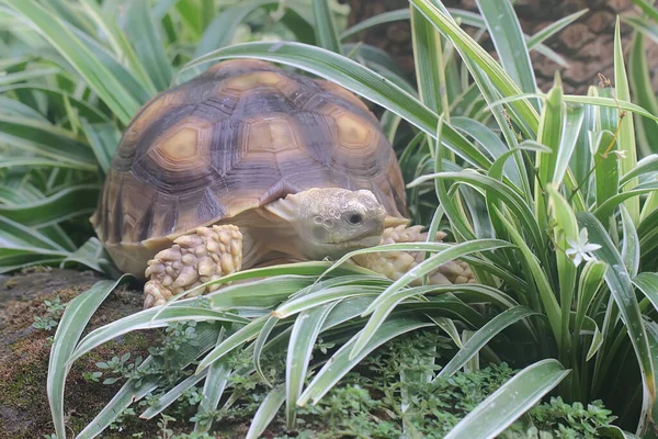 Een Afrikaanse Aangewakkerde Schildpad Centrochelys Sulcata Eet Zijn Favoriete Groente — Stockfoto