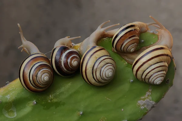 Gruppo Bella Lumaca Albero Colorato Cerca Cibo Mollusco Che Nome — Foto Stock