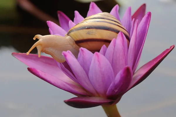 Belo Caracol Árvore Colorido Está Procura Comida Molusco Que Tem — Fotografia de Stock