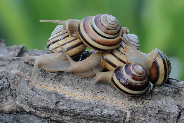 一群漂亮的彩色树蜗牛在寻找食物 这种软体动物的科学名称为Asperitas Nemorensis 是印度尼西亚松巴瓦岛上森林地区的一种自然栖息地 — 图库照片