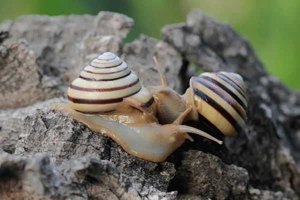 Twee Prachtige Gekleurde Boomslakken Zijn Zoek Naar Voedsel Slakkensoort Die — Stockfoto