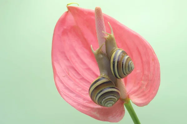 İki güzel renkli ağaç salyangozu yiyecek arıyor. Bilimsel adı Asperitas nemorensis olan yumuşakça, Endonezya 'nın Sumbawa adasındaki bir orman bölgesinde doğal bir yaşam alanıdır.. 