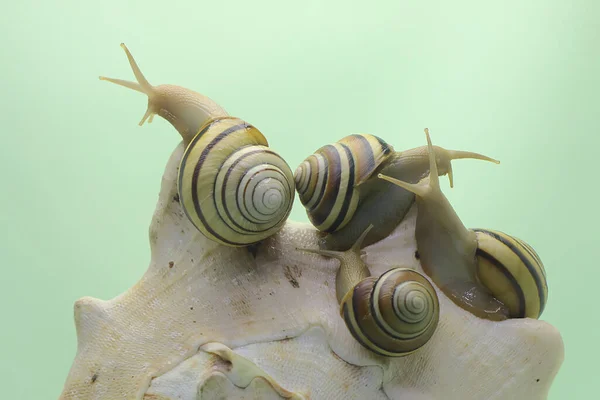 Due Bellissime Lumache Arboree Colorate Sono Alla Ricerca Cibo Mollusco — Foto Stock