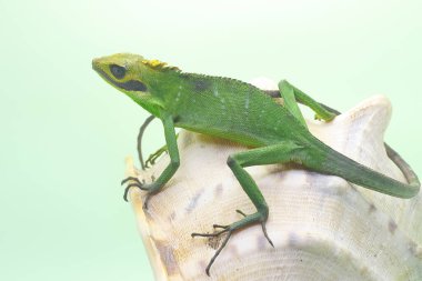 Avını arayan bir Sumatra kan emici kertenkele. Sumatra Adası, Endonezya 'dan sürüngenlerin bilimsel adı Bronchocela hayeki' dir.. 