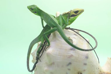 Bir çift Sumatra kan emici kertenkele bir ayçiçeğinin üzerinde avını arıyor. Sumatra Adası, Endonezya 'dan sürüngenlerin bilimsel adı Bronchocela hayeki' dir.. 