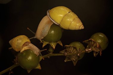 İki Polinezya ağaç salyangozu (Partula salyangozu) vahşi bir bitkinin gövdesinde yiyecek arıyorlar..