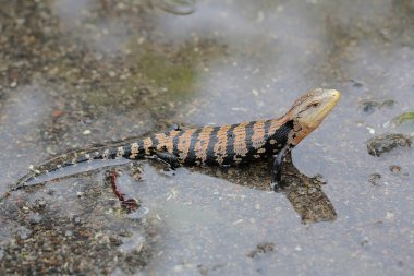 Mavi dilli bir cilt derisi (Tiliqua sp), su birikintilerinde debelenerek gün boyunca vücut sıcaklığını düşürür. Bu sürüngenler gün boyunca aktiftir.. 