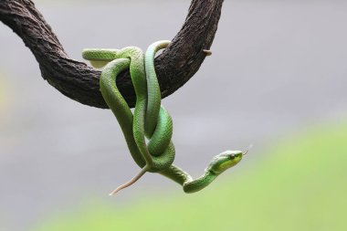 Bir grup bebek Küçük Sunda çukur engereği (Trimeresurus insularis) kuru bir ağaç dalında süründüler..