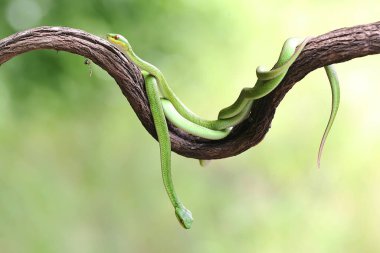 Bir grup bebek Küçük Sunda çukur engereği (Trimeresurus insularis) kuru bir ağaç dalında süründüler..