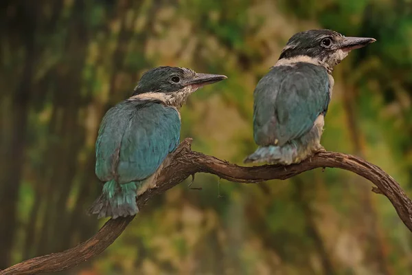 Dois Jovens Kingfisher Todirhamhus Chloris Estão Tomando Banho Sol Galhos — Fotografia de Stock