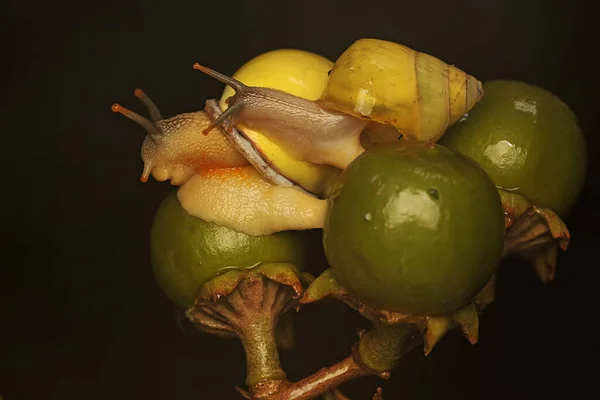 Due Lumache Dell Albero Polinesiano Partula Sono Alla Ricerca Cibo — Foto Stock