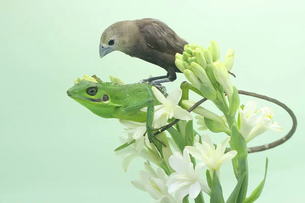 Sumatranský Krvežíznivý Ještěr Hledající Kořist Plazi Ostrova Sumatra Indonésii Mají — Stock fotografie