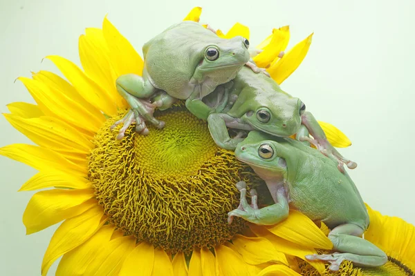 Три Унылые Лягушки Litoria Caerulea Отдыхают Полевом Цветке — стоковое фото