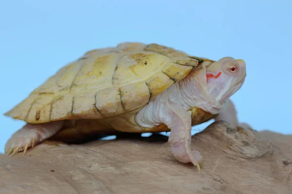 Albino Red Ear Slider Trachemys Scripta Elegans Tortoise Basking Dry — Stock Photo, Image