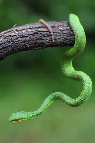 Bébé Petite Vipère Sunda Trimeresurus Insularis Rampant Sur Une Branche — Photo