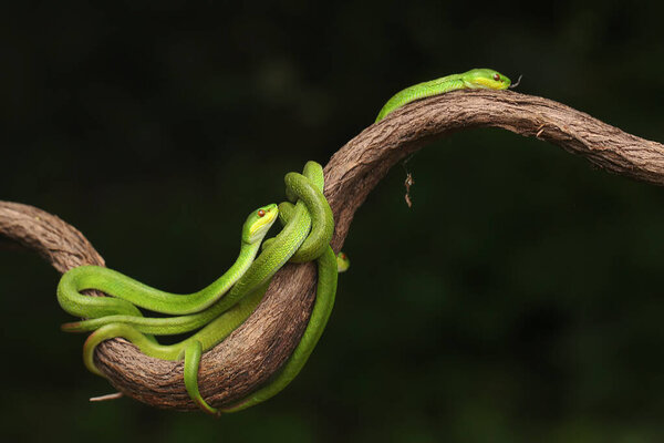 A group of baby Lesser Sunda pit vipers (Trimeresurus insularis) crept along a dry tree branch.