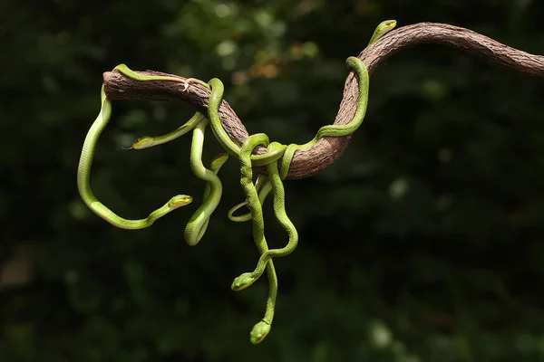 乾燥した木の枝に沿って小さなスンダ ピット バイパー Trimeresurus Insuraris のグループがCrept — ストック写真