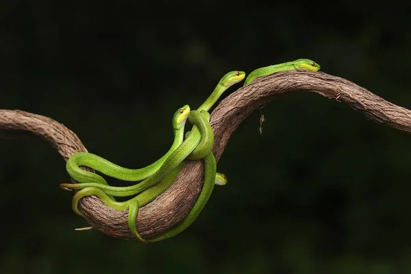 Група Немовлят Малі Зміїні Гадюки Trimeresurus Insularis Повзали Вздовж Гілки — стокове фото