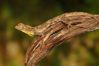 Uçan bir ejderha (Draco volans) günlük aktivitelerine başlamadan önce bir asma dalında güneşlenir..