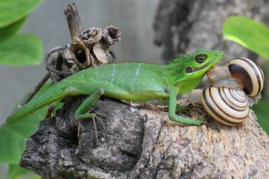 Bir Sumatra kan emici kertenkele bir ayçiçeğinin üzerinde avını arıyor. Sumatra Adası, Endonezya 'dan sürüngenlerin bilimsel adı Bronchocela hayeki' dir.. 