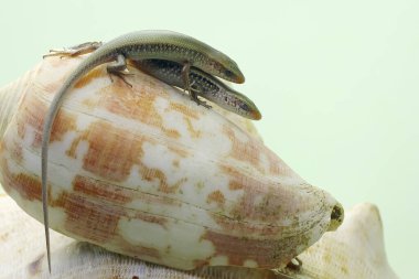 İki genç güneş lekesi günlük aktivitelerine başlamadan önce güneşleniyorlar. Bu sürüngenin bilimsel adı Mabouya multifasciata.. 