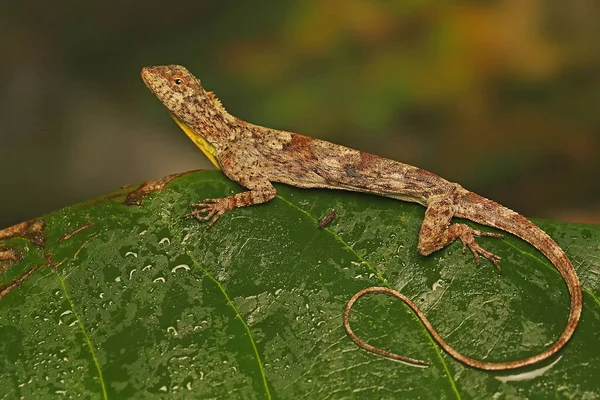 Een Vliegende Draak Draco Volans Zonnebaden Een Wijnstok Tak Voordat — Stockfoto