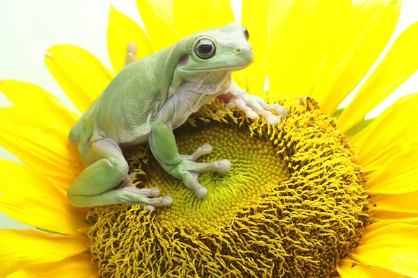 Žabák Litoria Caerulea Ležící Divokém Květu — Stock fotografie
