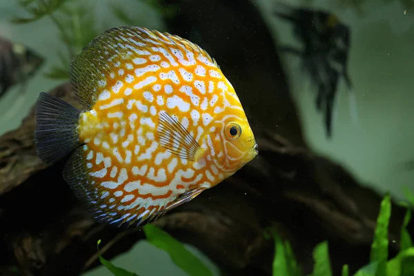 Bir Symphysodon Disk Balığı Akvaryumda Zarifçe Yüzüyor Cichlid Balığı Güney — Stok fotoğraf