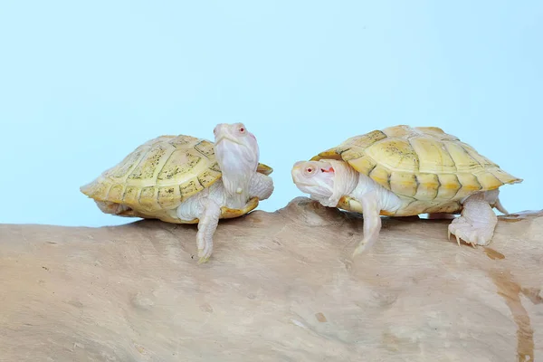 Iwo Albino Red Ear Slider Tortoises Trachemys Scripta Elegans Basking — Stock Photo, Image