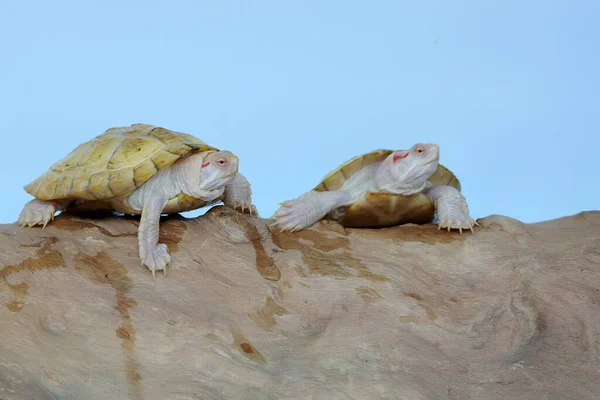 Iwo Albino Rojo Oreja Deslizante Tortugas Trachemys Scripta Elegans Están — Foto de Stock