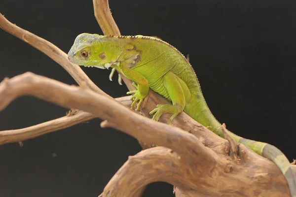 Una Iguana Verde Bebé Está Tomando Sol Este Hermoso Reptil —  Fotos de Stock